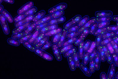 Microscope image of fission yeast cells. Individual RNA molecules for two ultra-low noise genes are marked with fluorescence and appear as green and magenta spots. The cell nucleus, where RNA is produced, and the cell outlines are shown in blue. Photo courtesy of Douglas Weidemann and Silke Hauf.